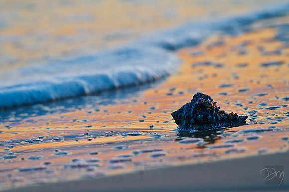 Seashell in Sunset