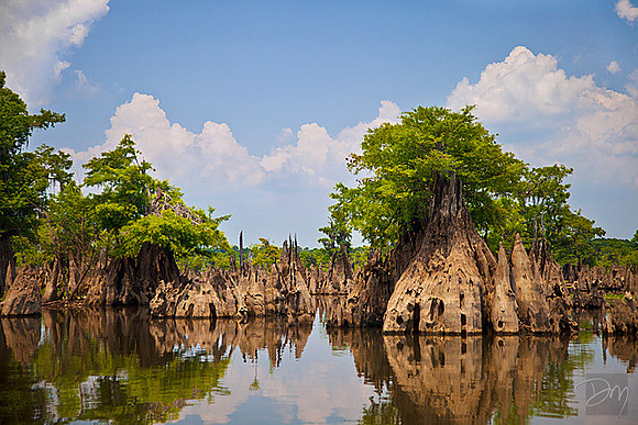 Dead Lakes Cypress