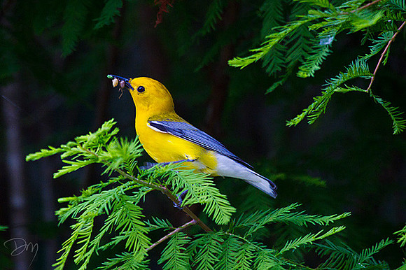 Prothonotary Mouthful