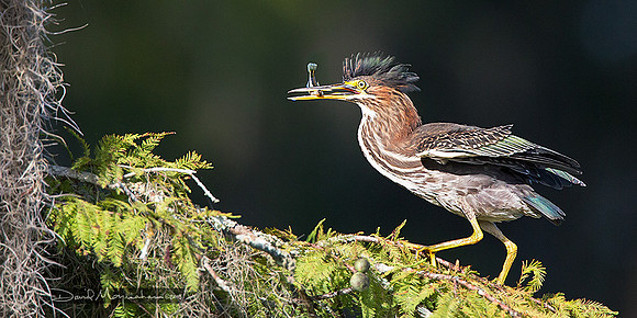 Green Heron Breakfast