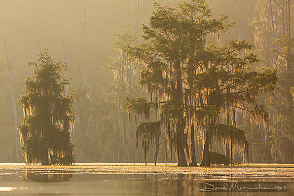Misty Cypress Dawn