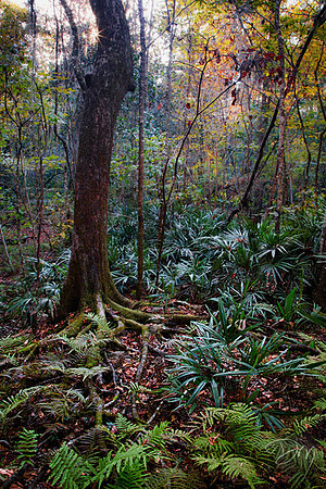Primordial Forest