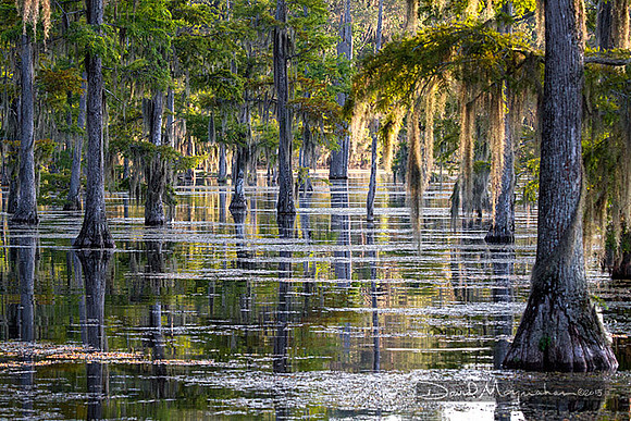 Silver Pond Cypress