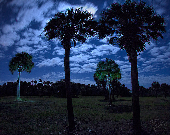 Night Palm Peace