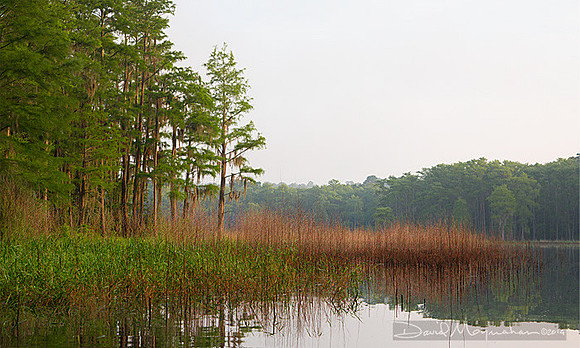 Lake Hiawatha Grasses