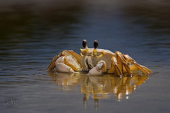 Ghost Crab Reflecting