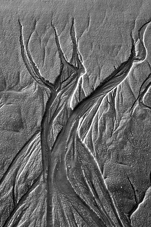 Seep Trees