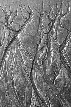 Seep Trees II
