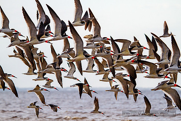 Skimmer Flock in Flight