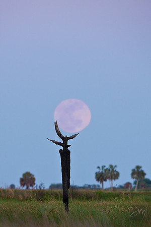 Full Moon Snag