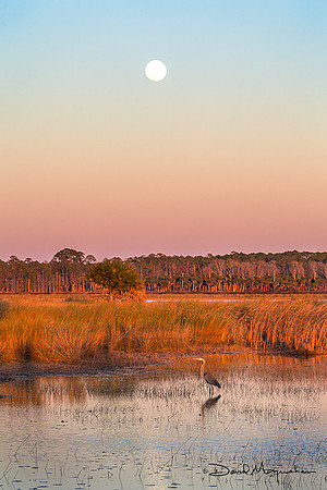 Heron Moonrise
