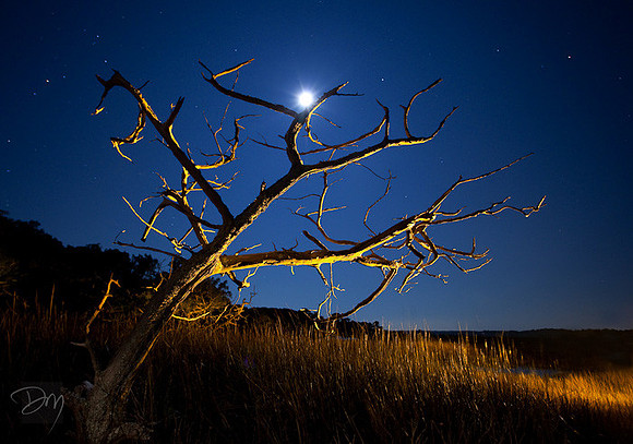 Moon Over Marsh