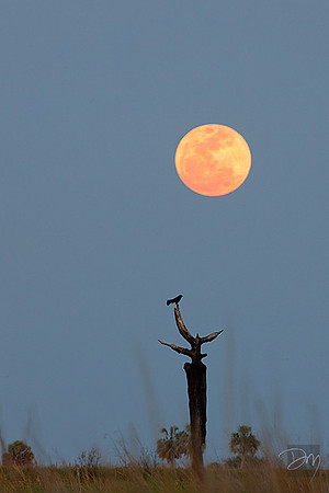 The Grackle & the Moon