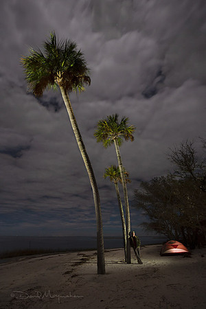 Moonlit Snag