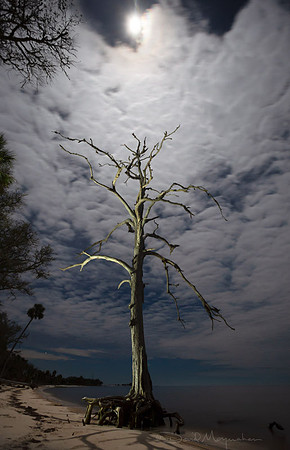 Moonlit Snag