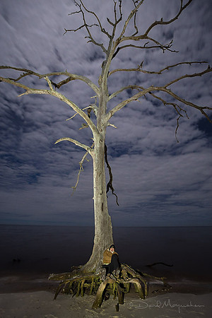 Old Man Tree