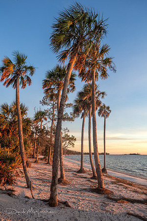 Palm Bay 2