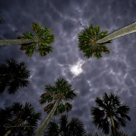 Palmy Night