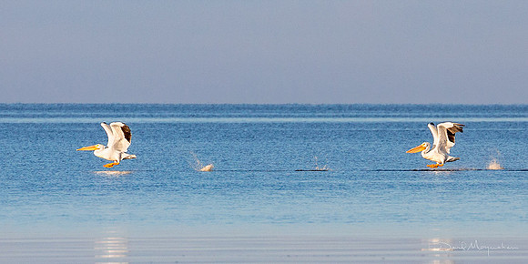 Pelican Take Off