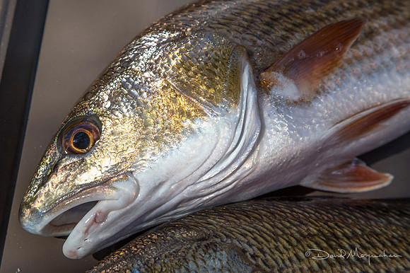 Redfish