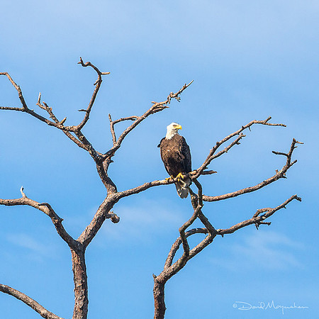 Sentry