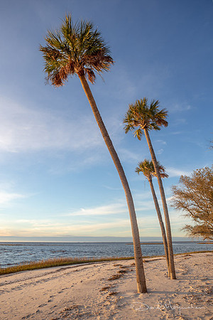 Three Palms