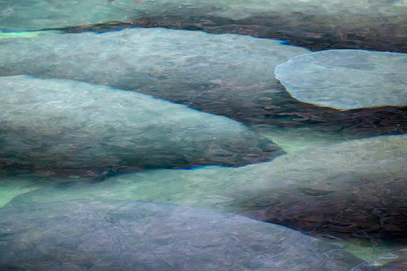 Sea Cow Art