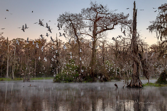Dawn Flight of Ibis 4