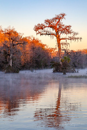 Morning Has Broken