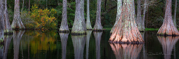 Fall Cypress Panorama IV