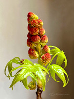 Baby Sweet Gum