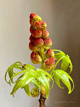 Baby Sweet Gum