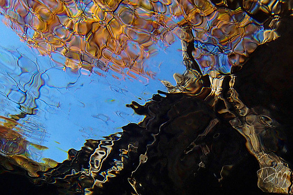 Watery Cypress