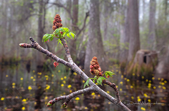 Budding into Spring