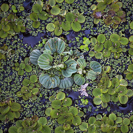 Marsh Garden Detail