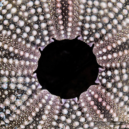 Urchin Mandala