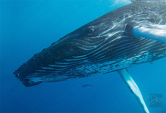 Baby Humpback