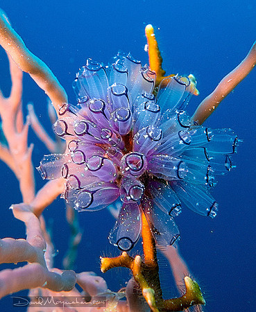 Painted Tunicates