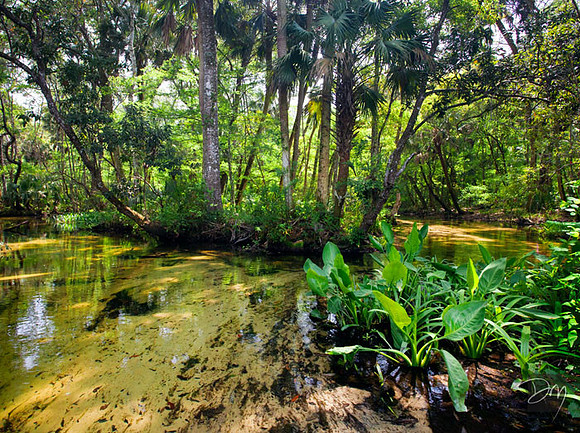 Braided Swamp