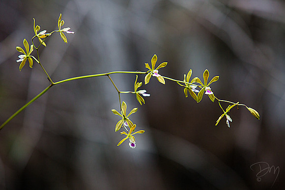 Butterfly Orchid