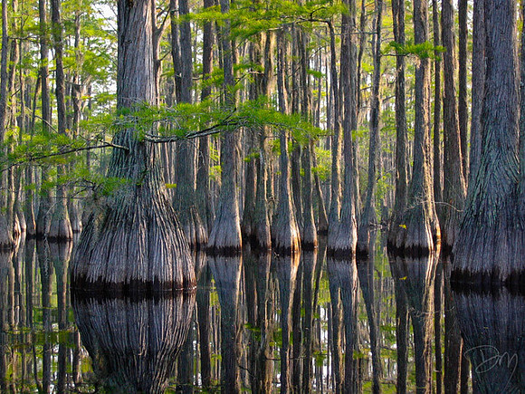 Cascade Cypress Swamp