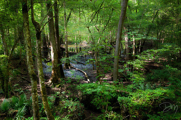 Chipola Floodplain 1