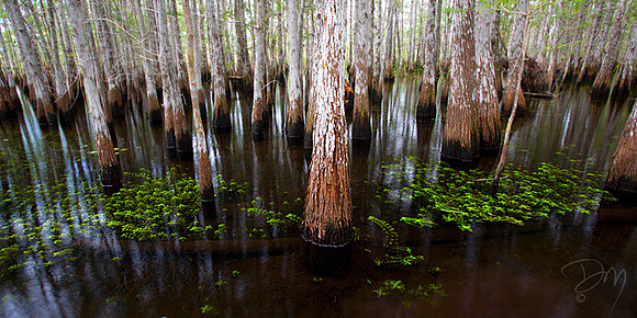 Cypress Panorama