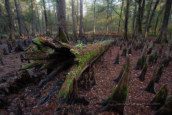 Deadfall Swamp