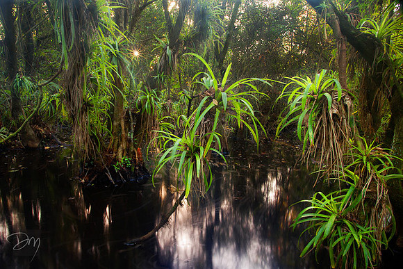 Fakahatchee Swamp