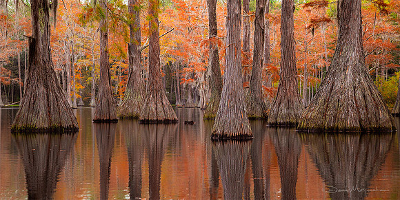 Fall Cypress Panorama