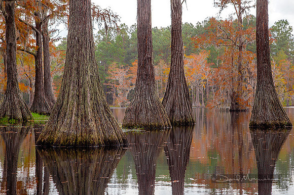 Fall Cypress