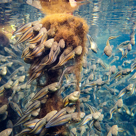 Feeding Frenzy