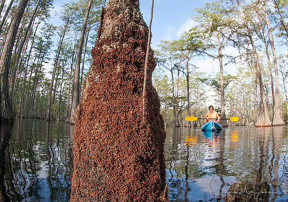 Fire Ant Island 3