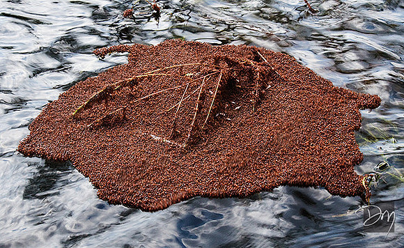 Fire Ant Island